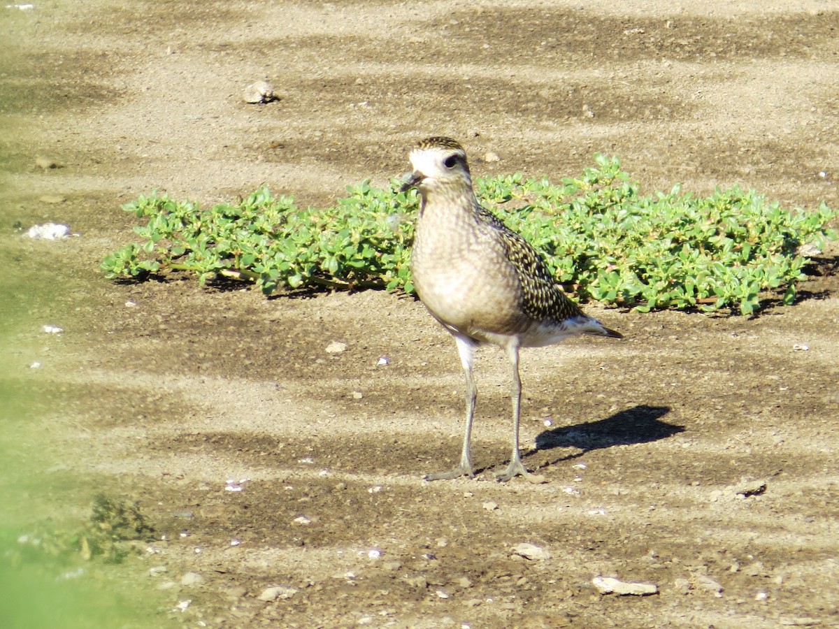 American Golden-Plover - ML639207215
