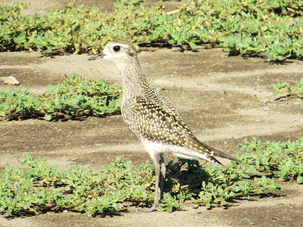 American Golden-Plover - ML639207217