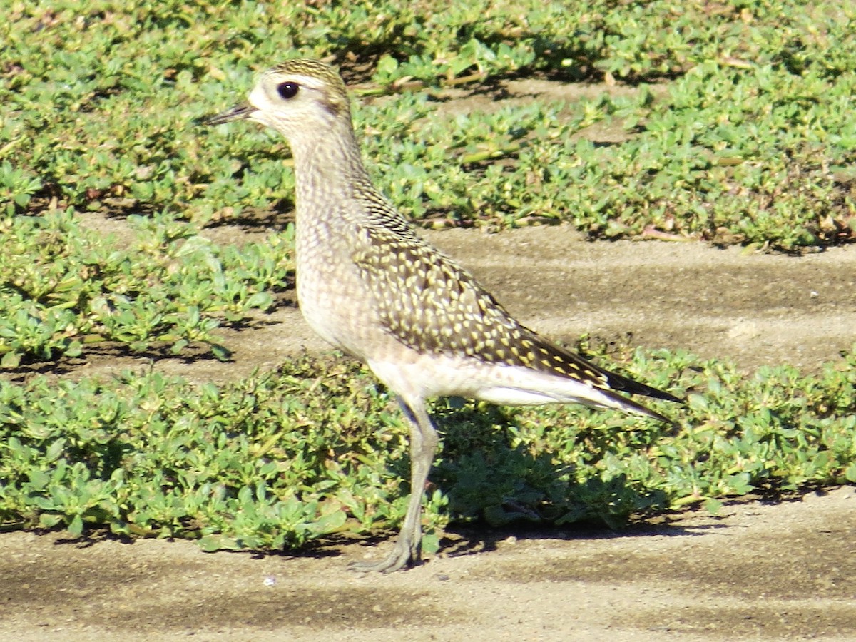 American Golden-Plover - ML639207218