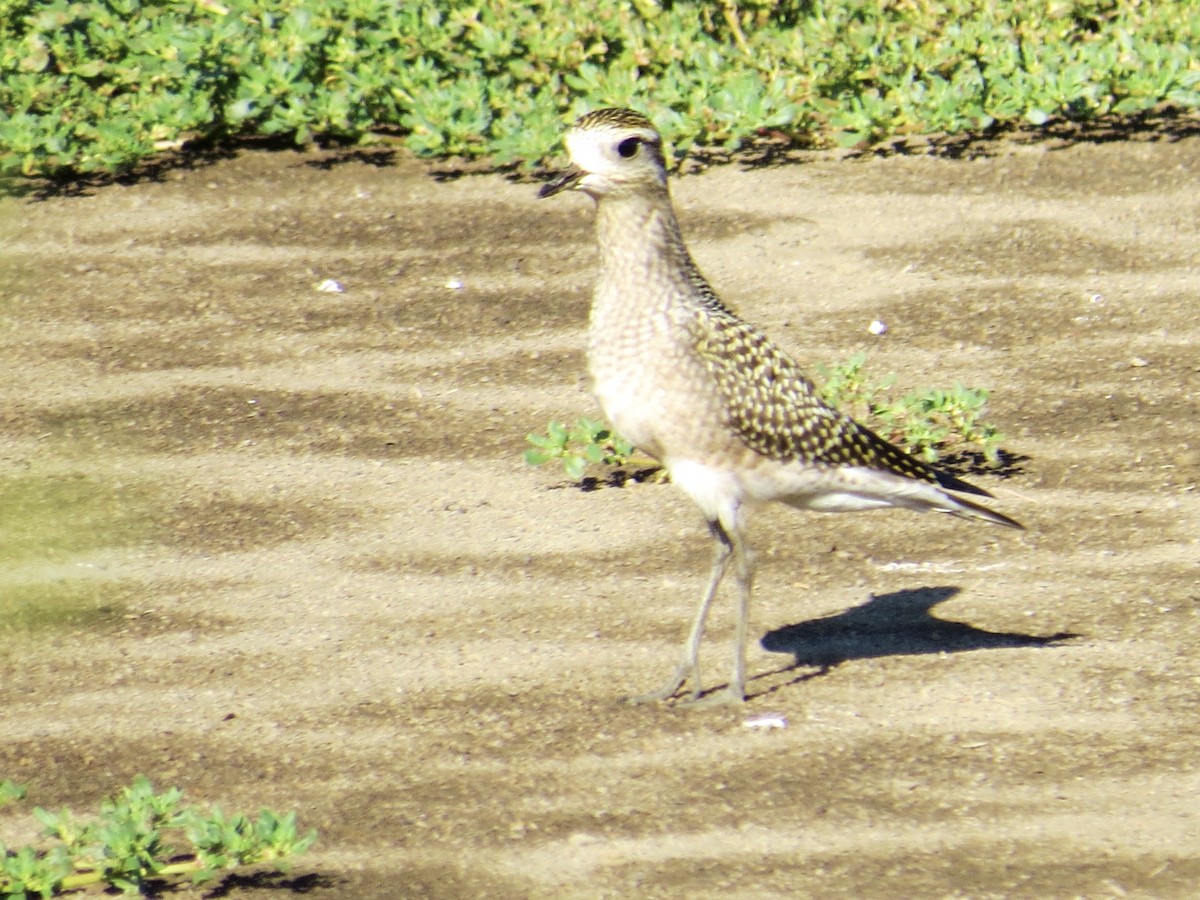 American Golden-Plover - ML639207220