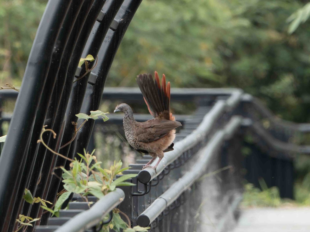 Colombian Chachalaca - ML639207258