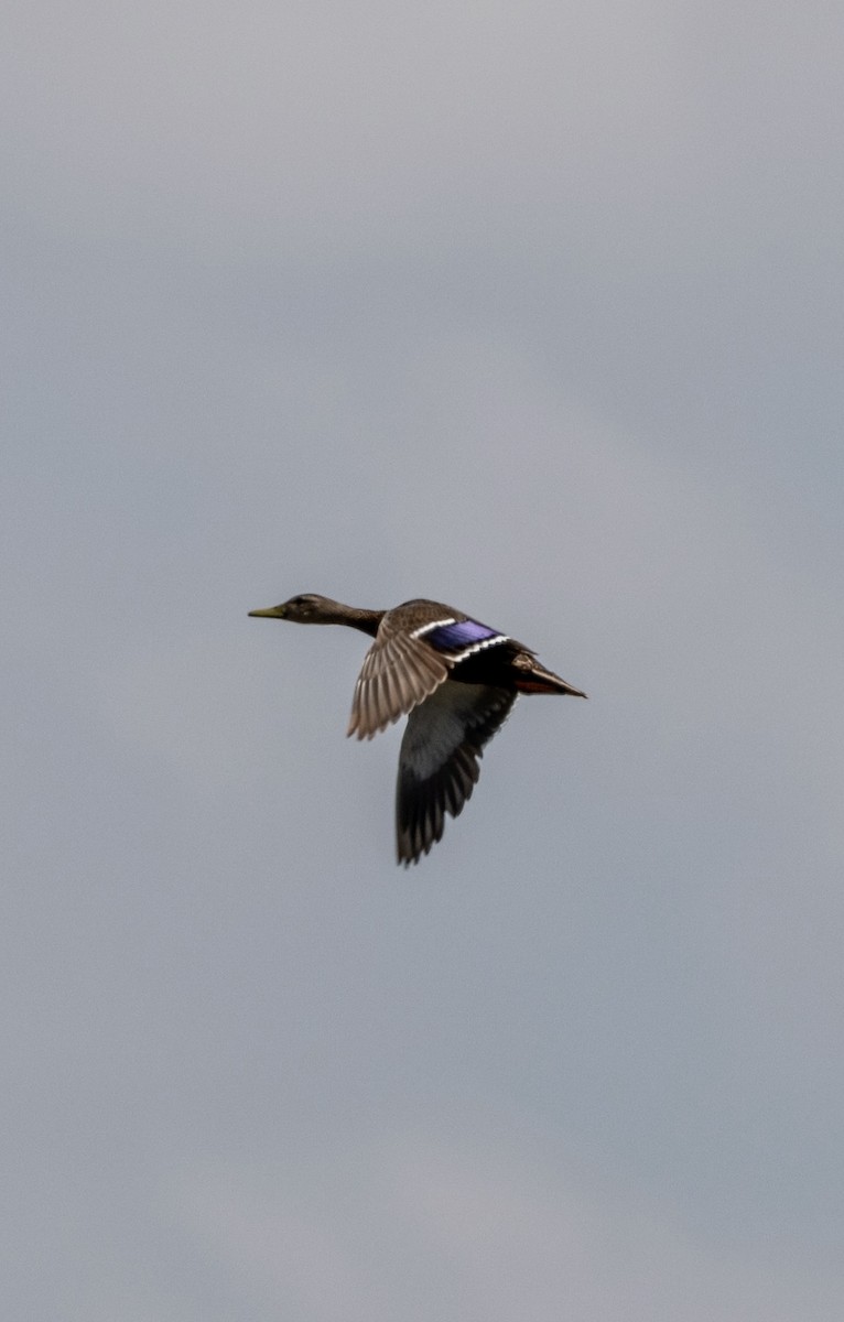 Mexican Duck - ML639207283