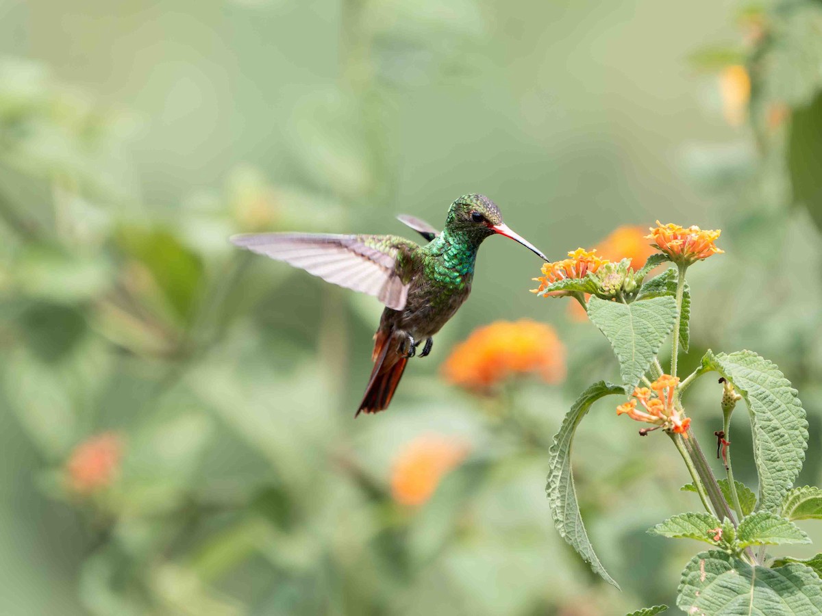 Rufous-tailed Hummingbird - ML639207305