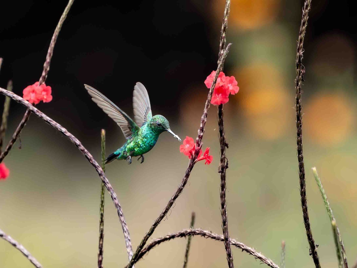 Western Emerald - ML639207340