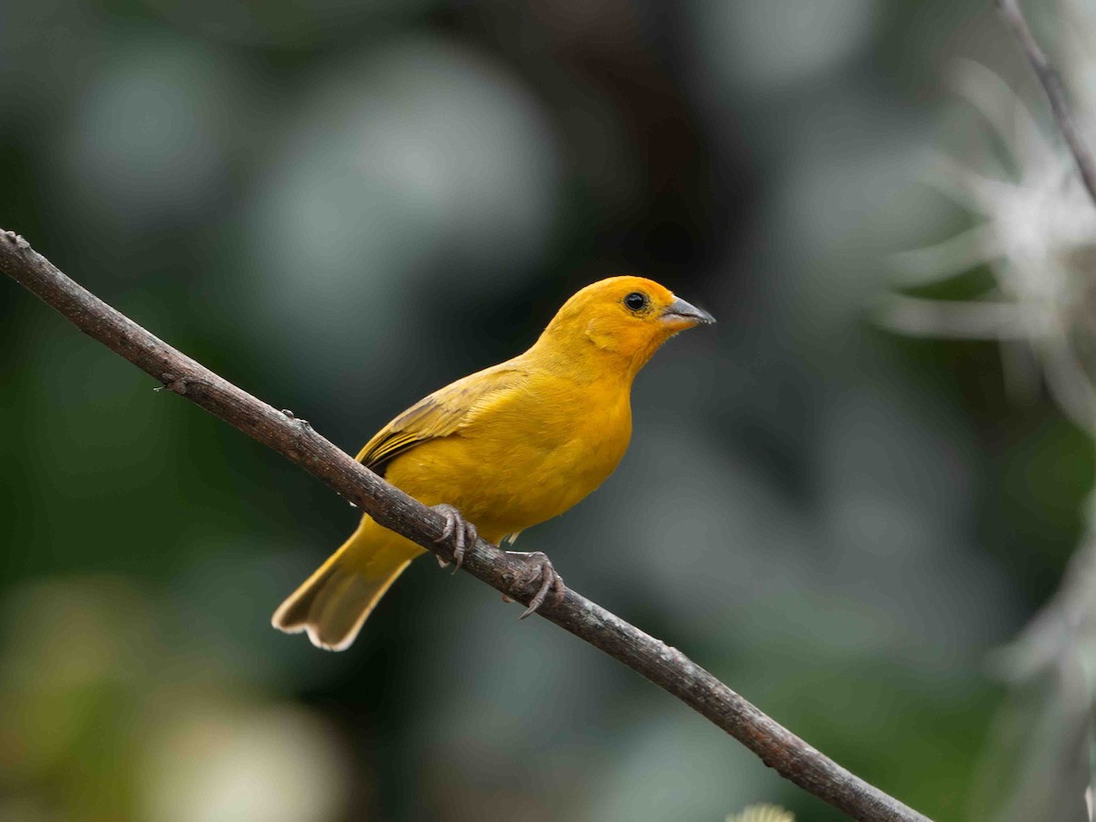 Saffron Finch - ML639207396