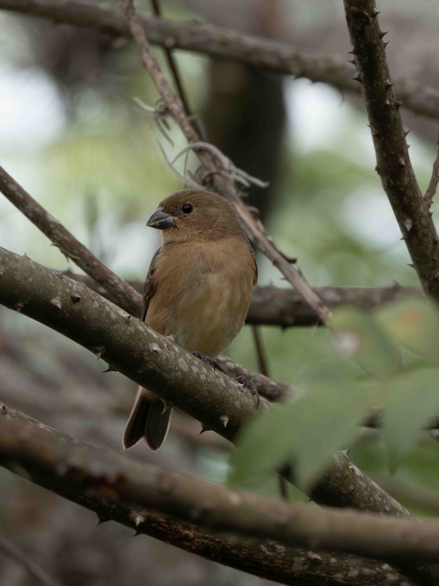 Yellow-bellied Seedeater - ML639207418