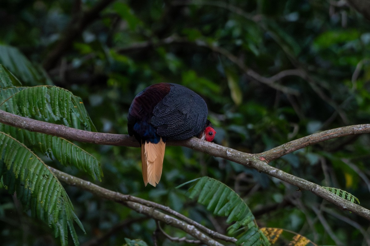 Malayan Crestless Fireback - ML639207423