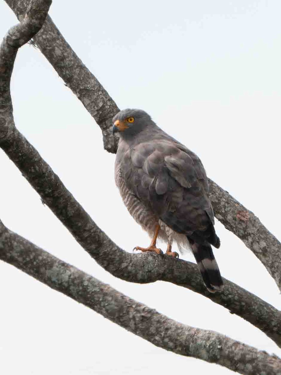 Roadside Hawk - ML639207445