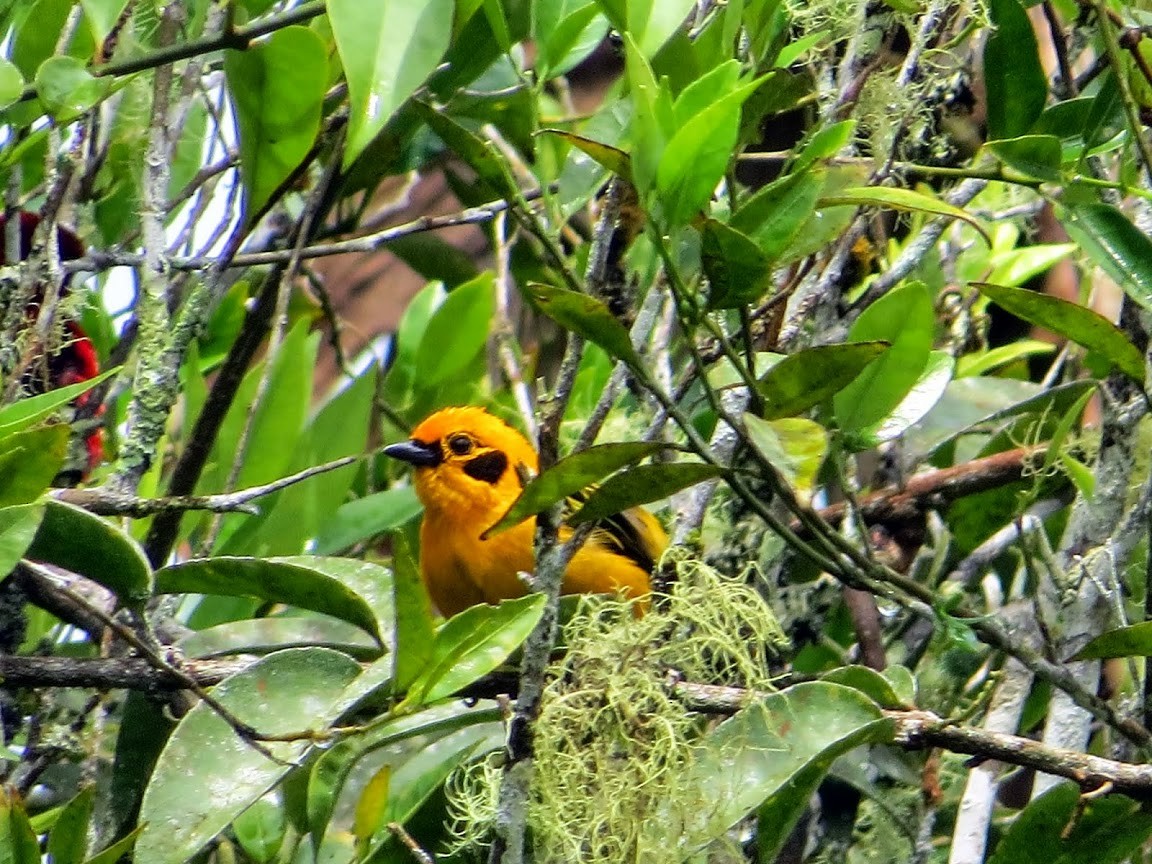 Golden Tanager - ML639207458