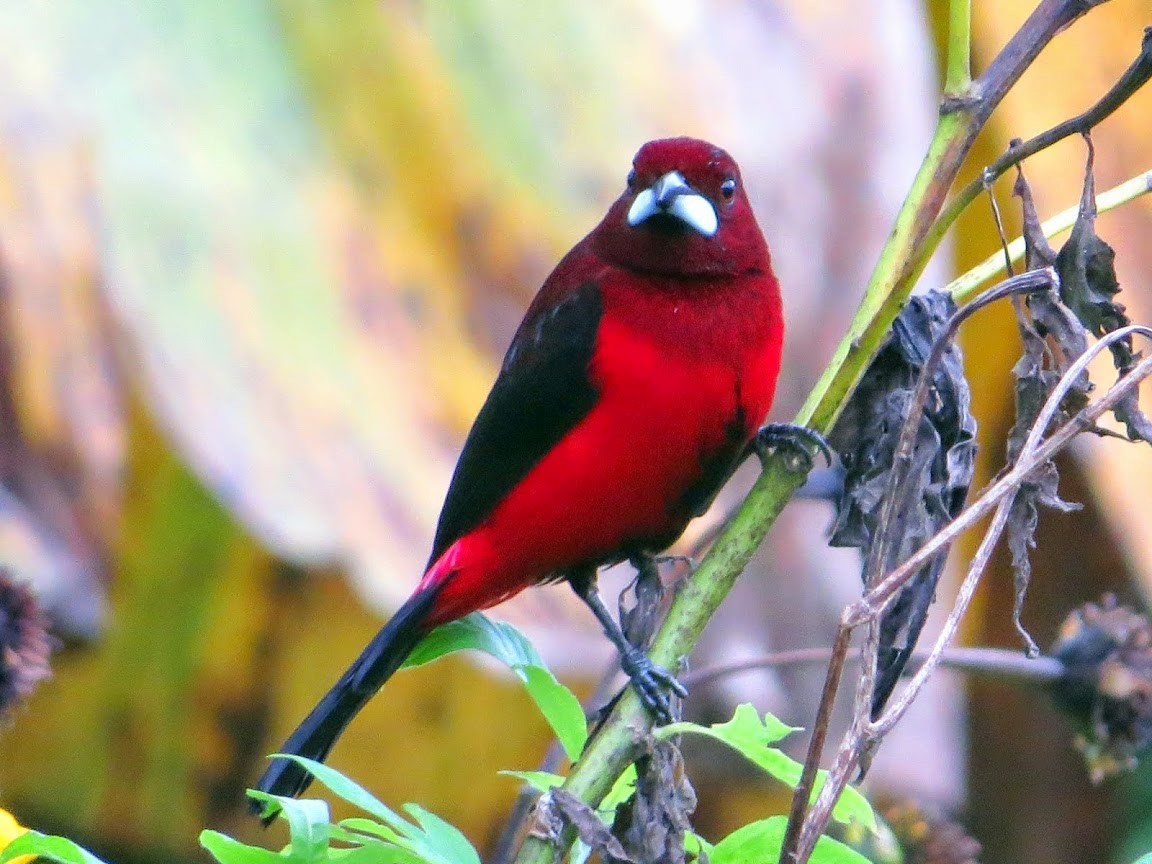 Crimson-backed Tanager - ML639207488
