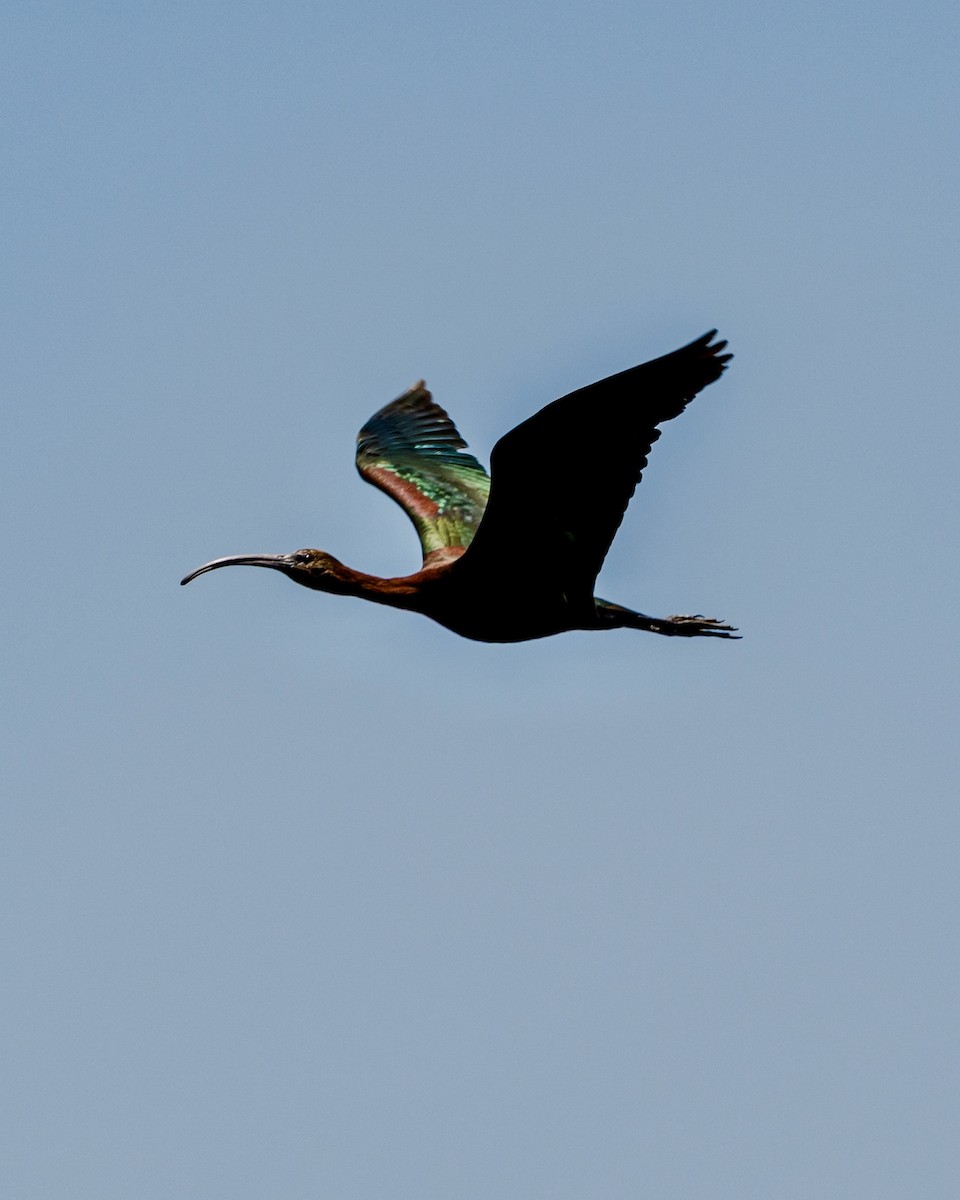 White-faced Ibis - ML639207563