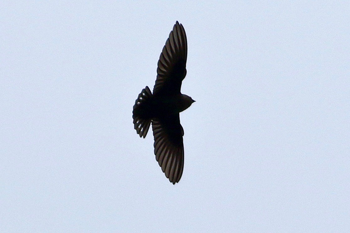 Dusky Crag-Martin - ML639207688
