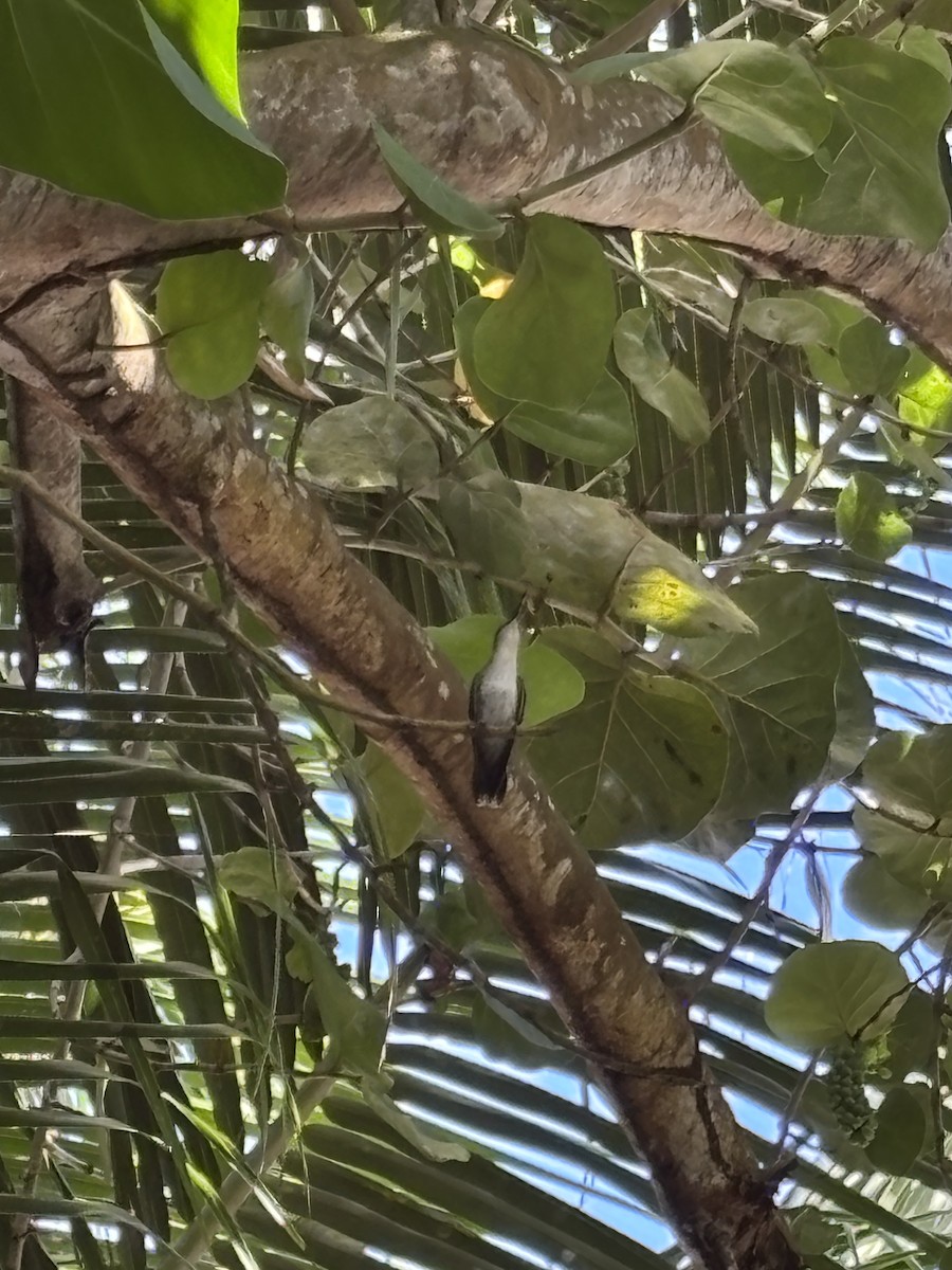 Hispaniolan Mango - ML639207713