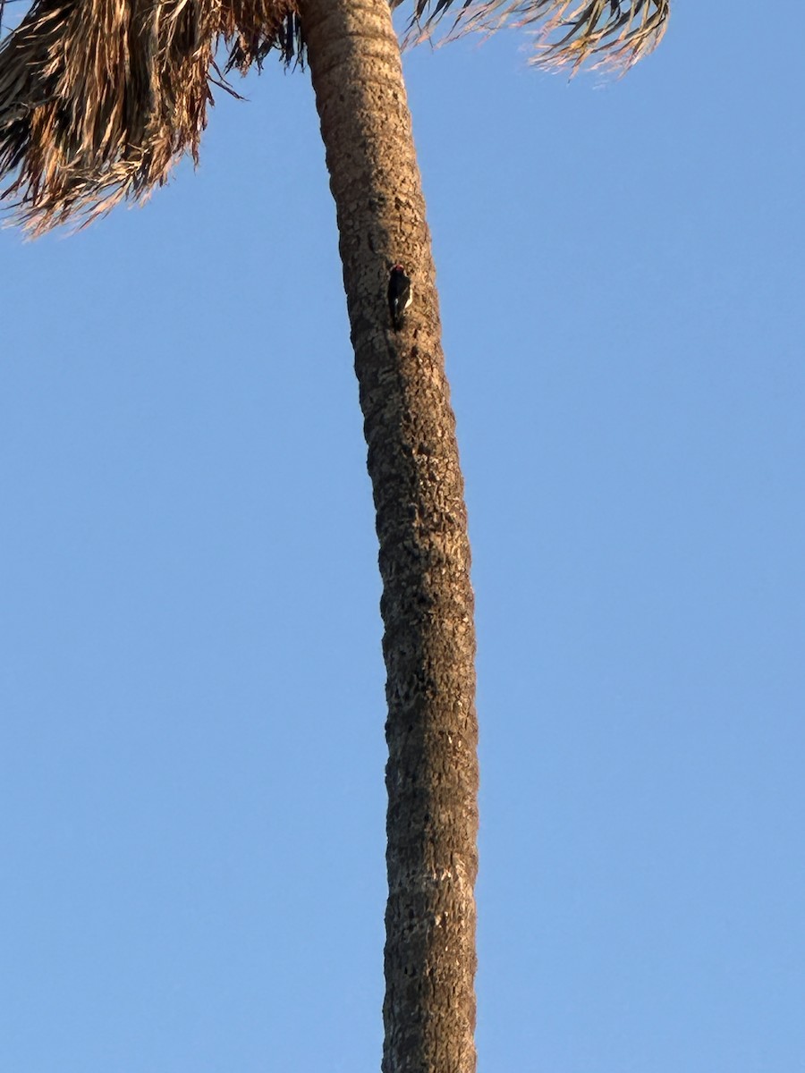 Pic glandivore - ML639207719