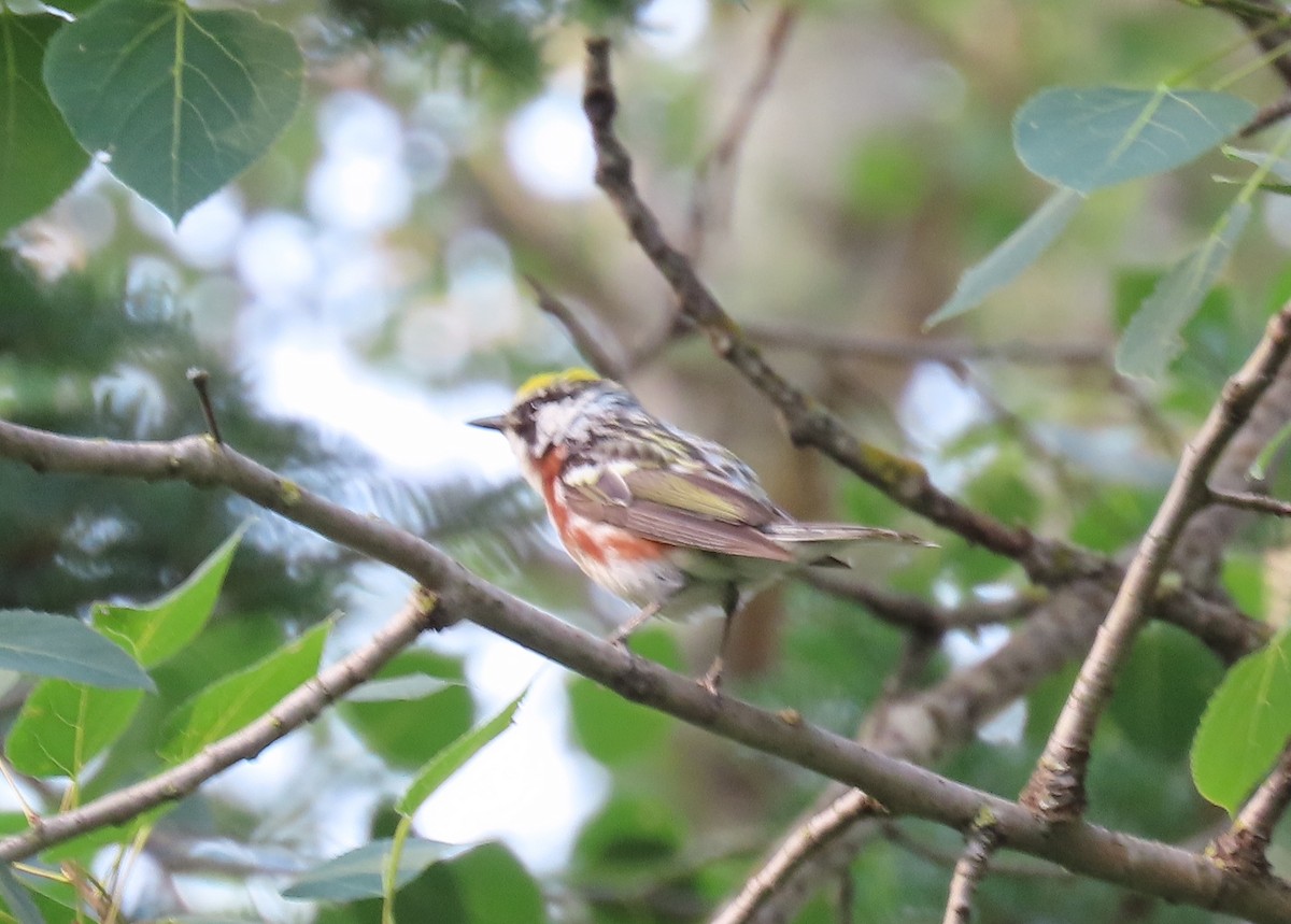 Chestnut-sided Warbler - ML639207749