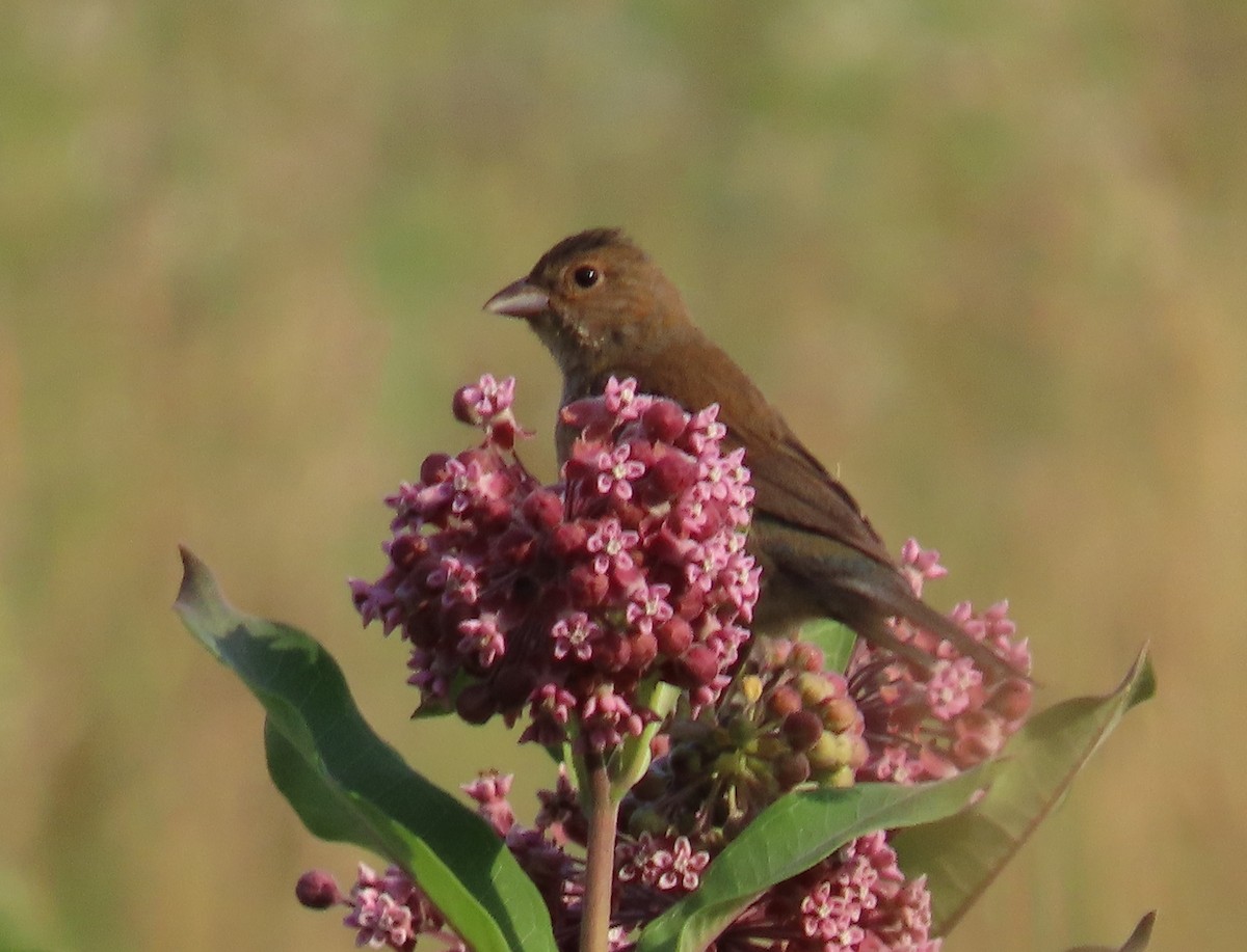 Indigo Bunting - ML639207814