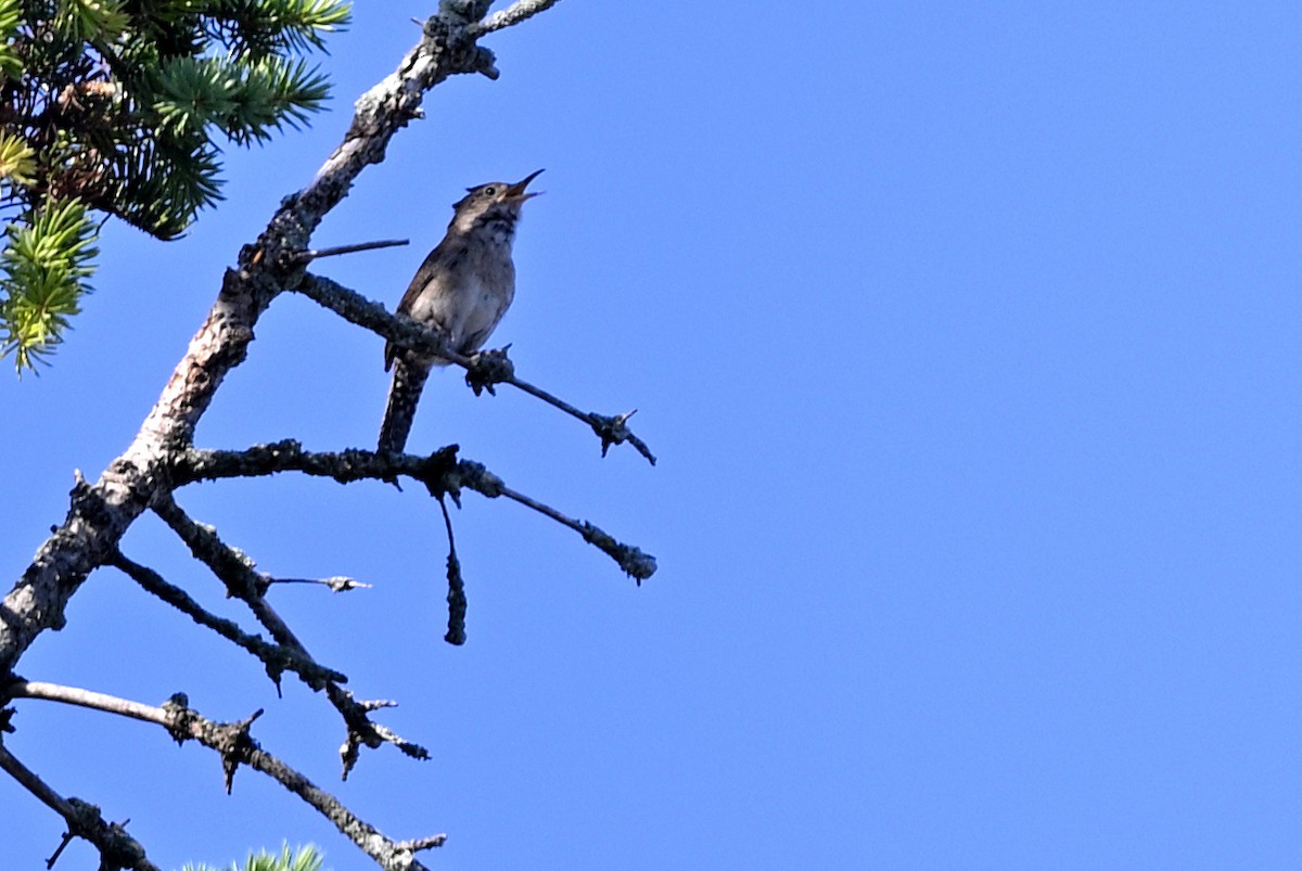 Northern House Wren - ML639207843