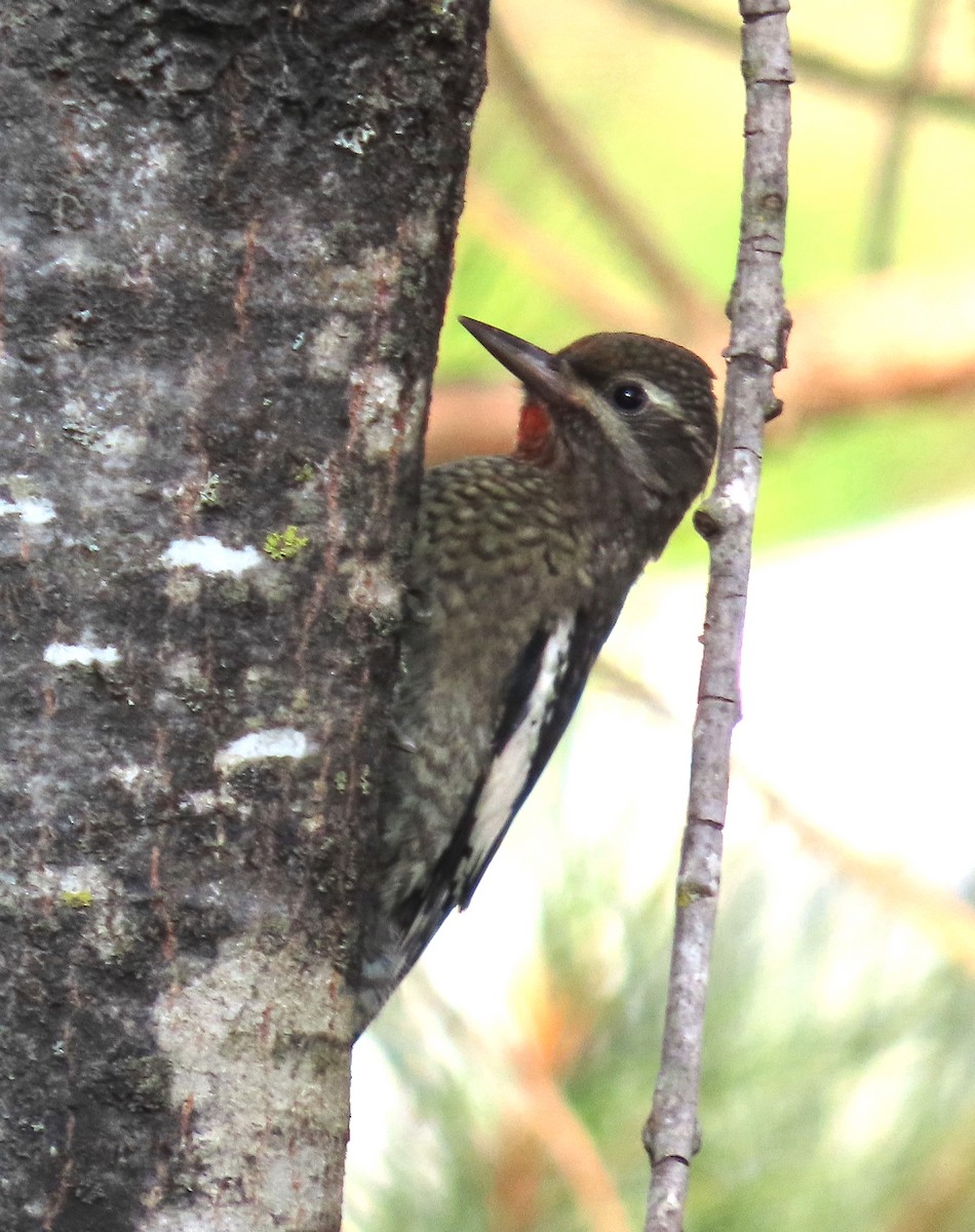 Yellow-bellied Sapsucker - ML639207876