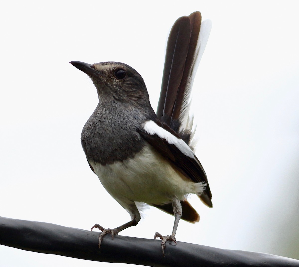 Oriental Magpie-Robin - ML639207923
