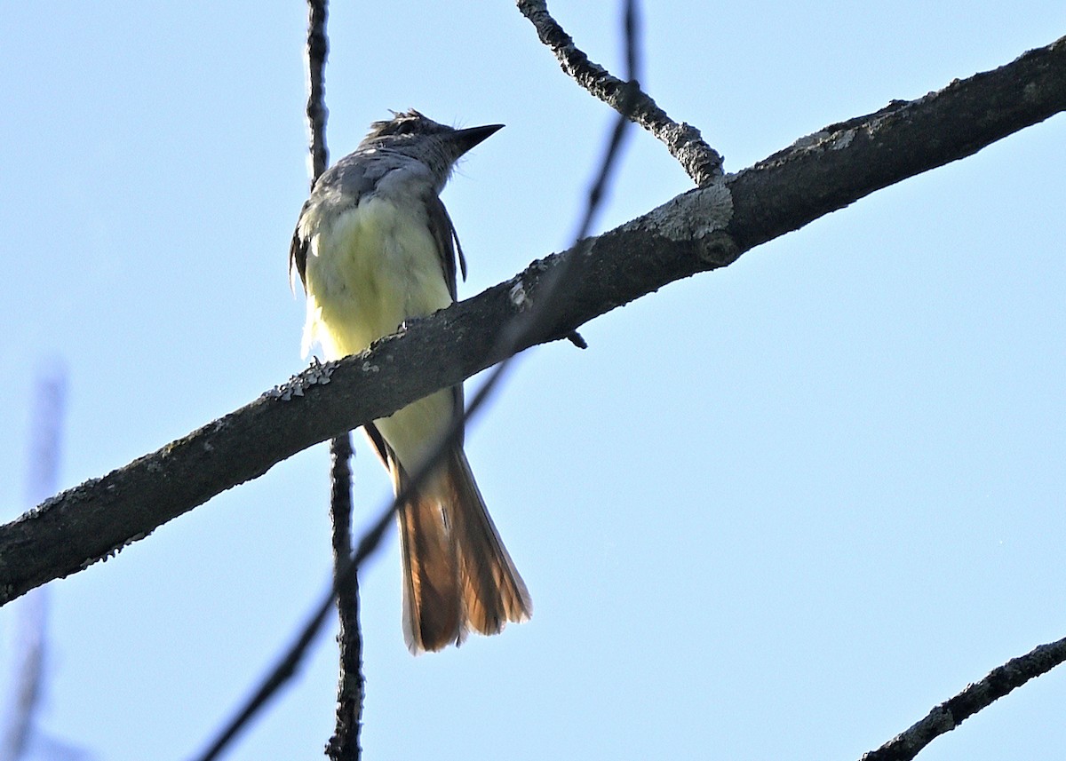 Great Crested Flycatcher - ML639207948