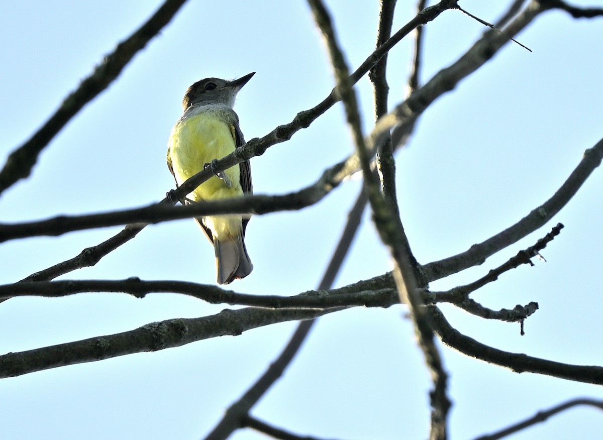 Great Crested Flycatcher - ML639207949
