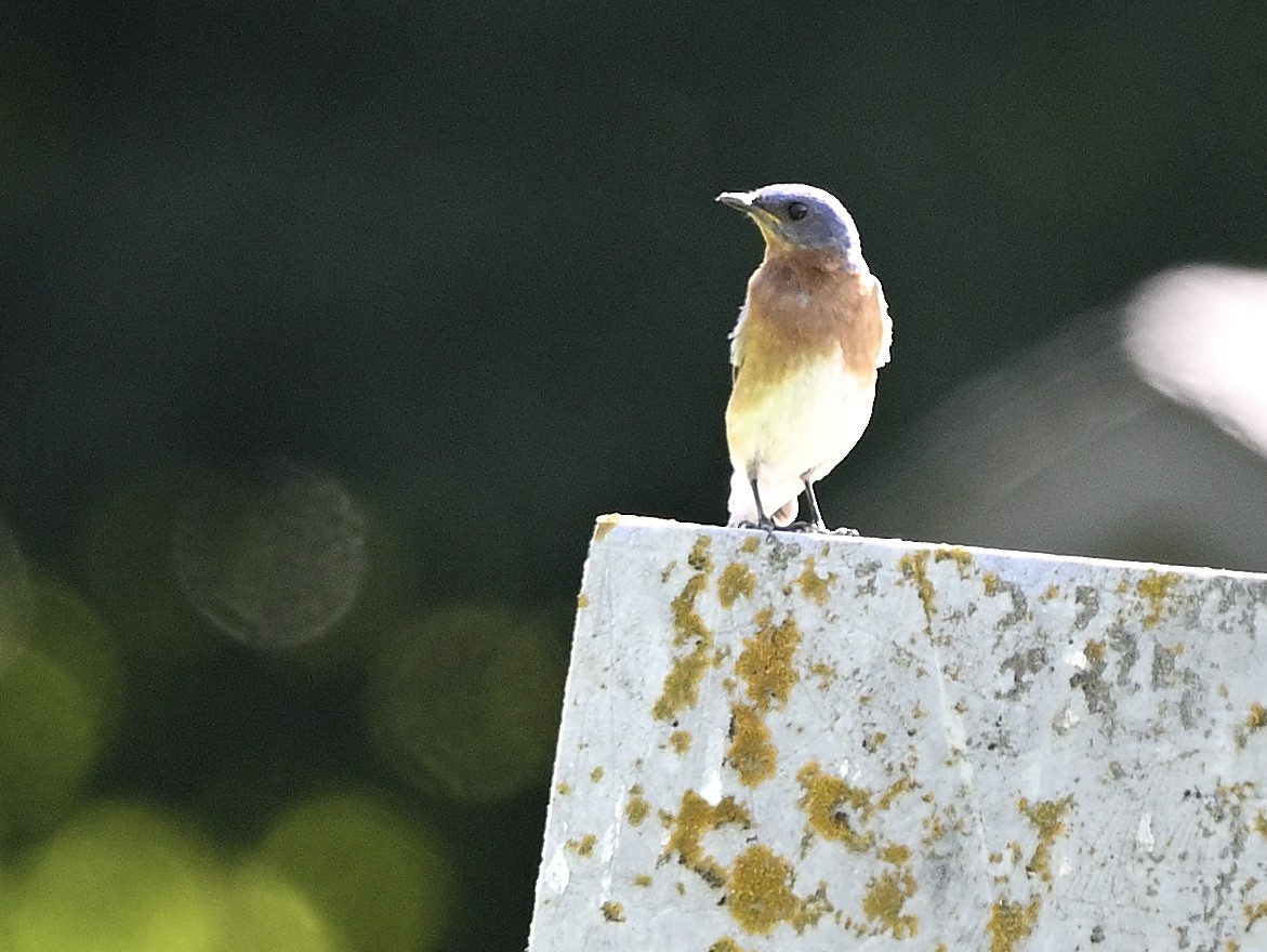 Eastern Bluebird - ML639207975
