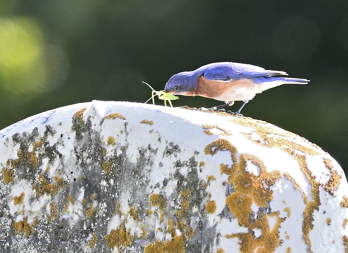 Eastern Bluebird - ML639207976