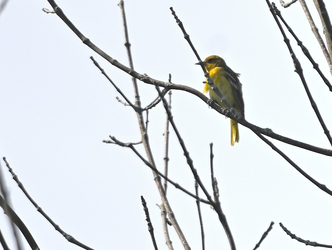 Baltimore Oriole - ML639207983