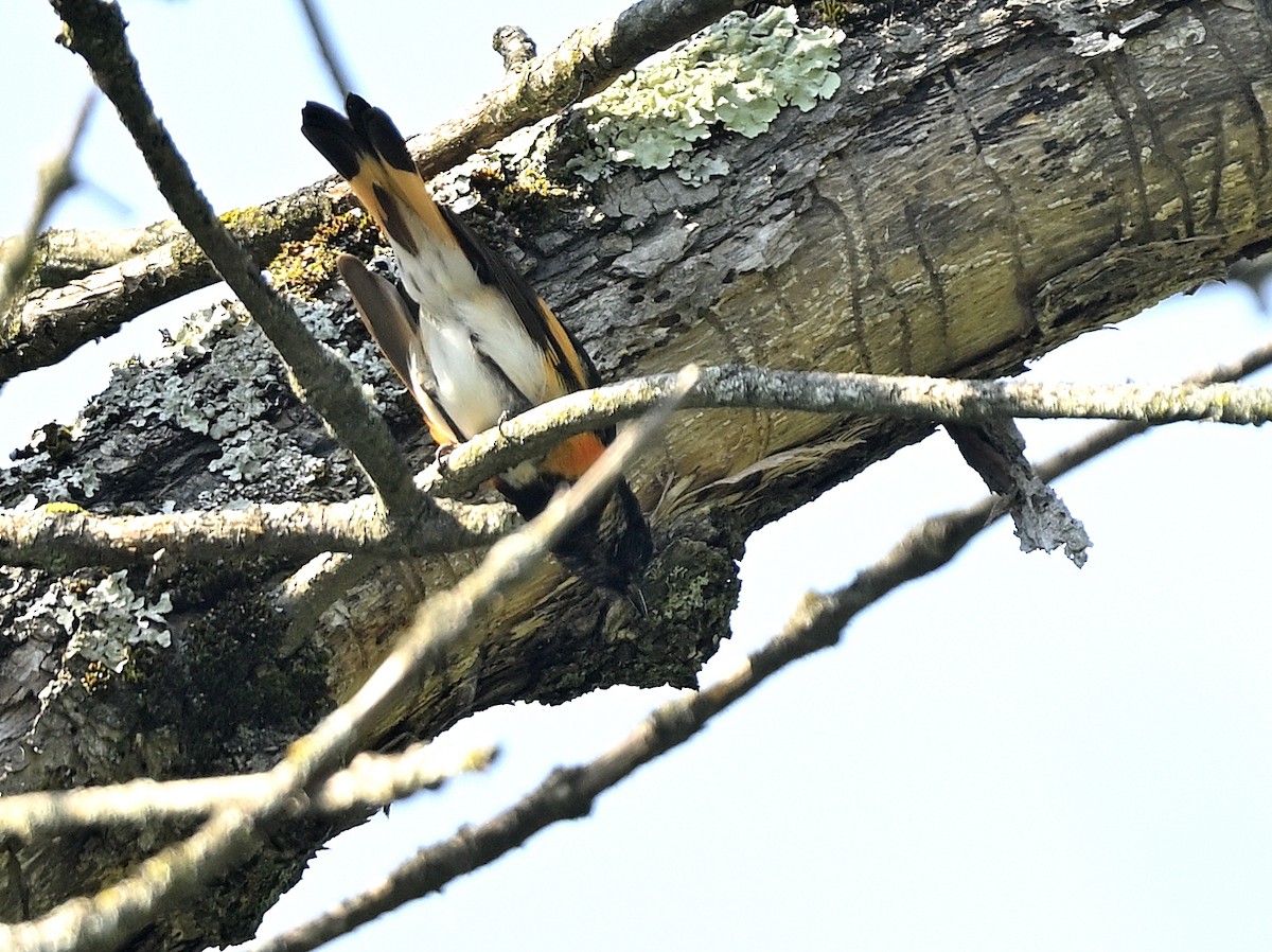 American Redstart - ML639207993