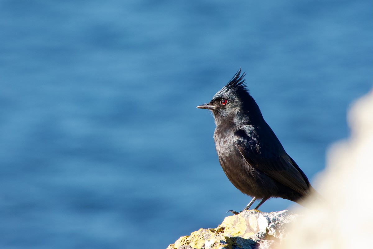 Crested Black-Tyrant - ML639208093