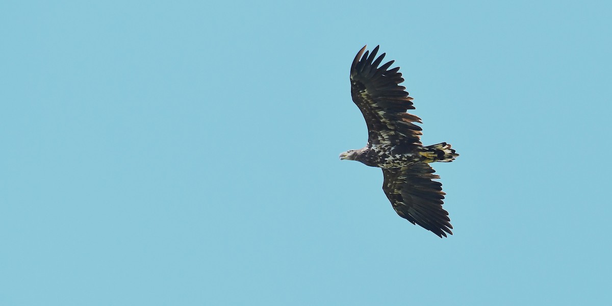 White-tailed Eagle - ML639208235