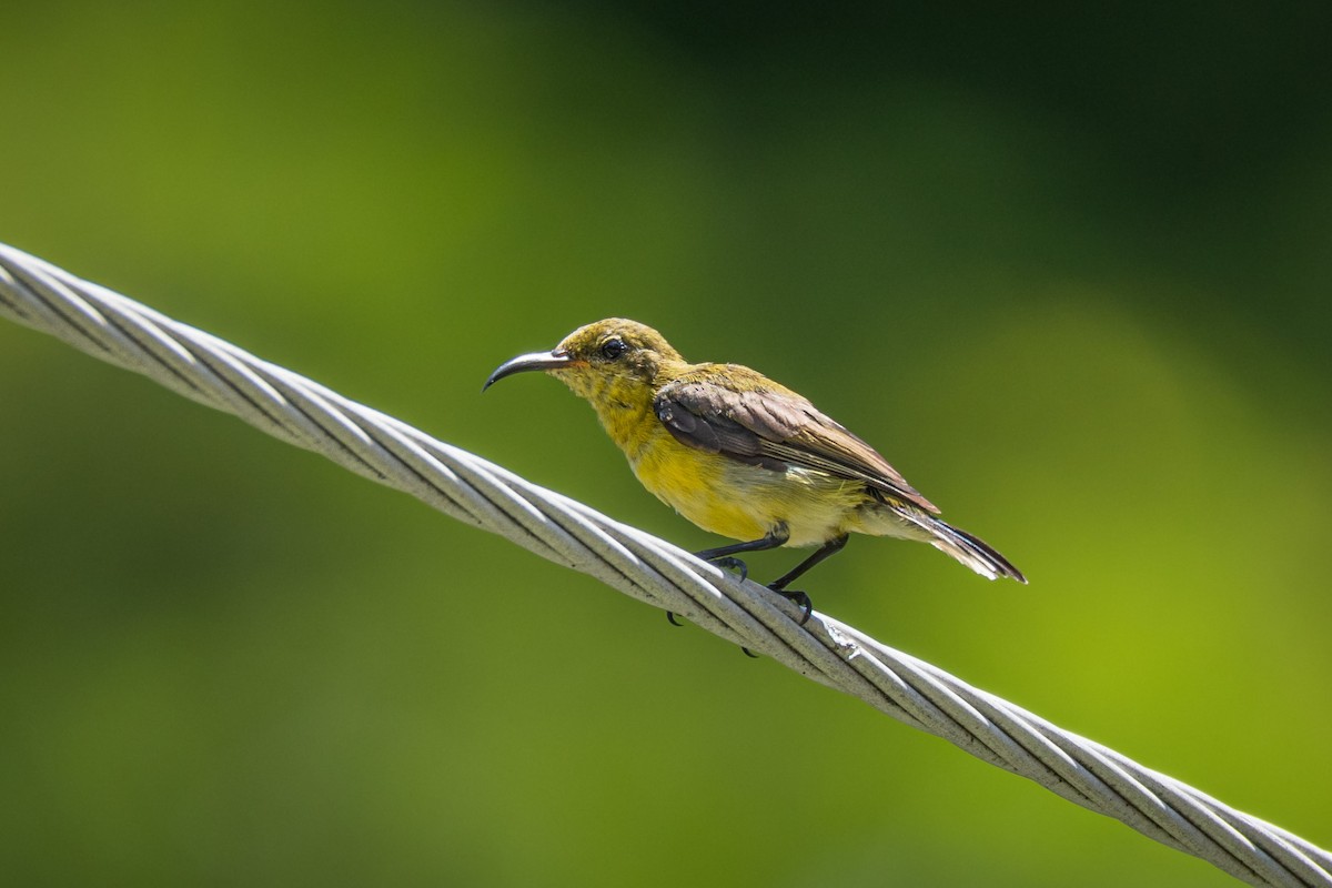 Ornate Sunbird (Ornate) - ML639208236
