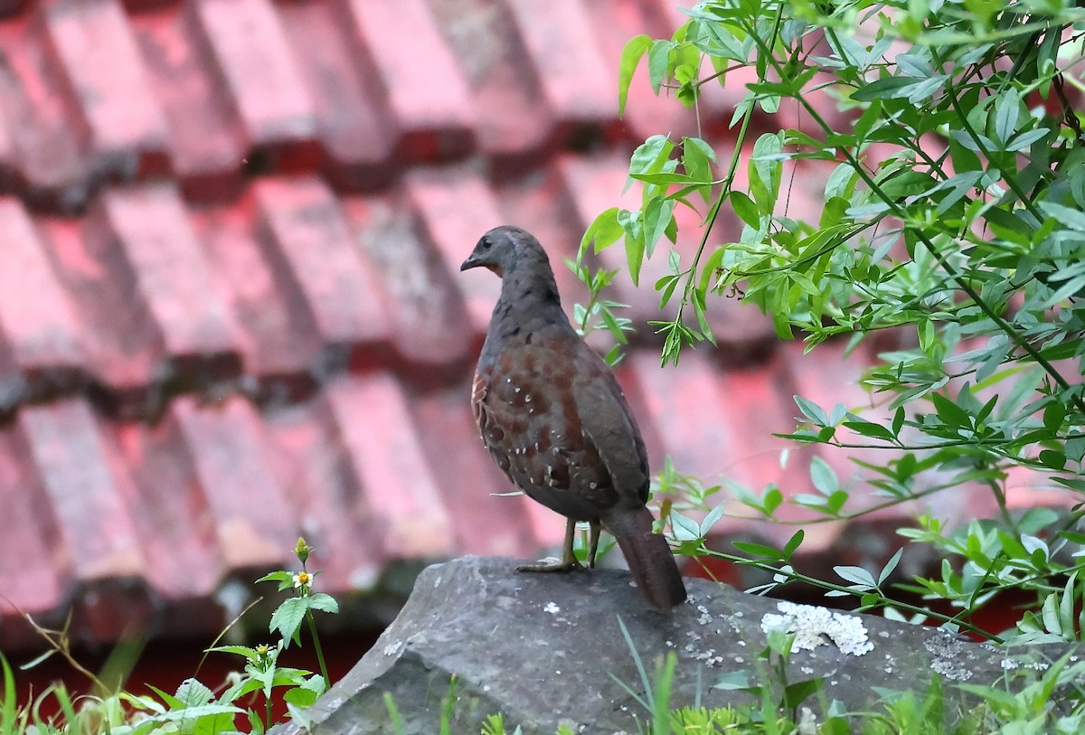 Taiwan Bamboo-Partridge - ML639208258