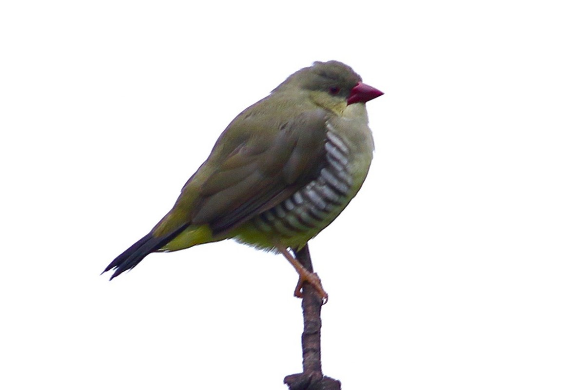 Green Avadavat - ML639208303
