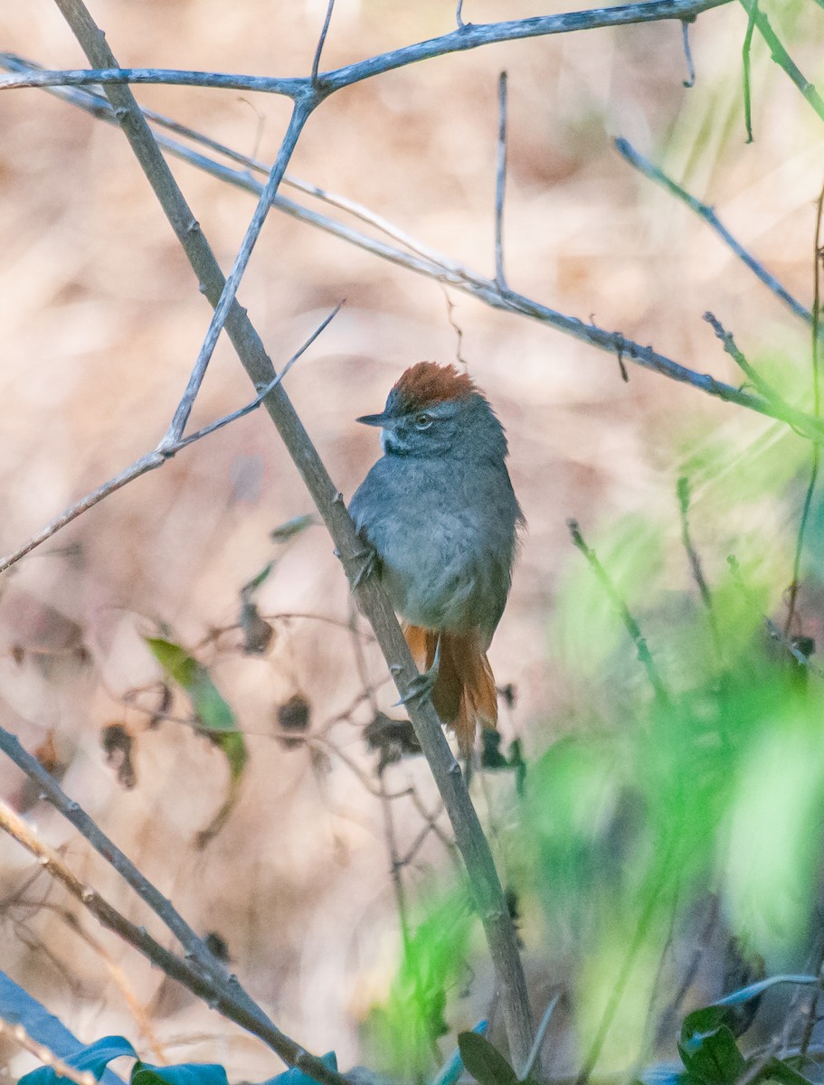 Sooty-fronted Spinetail - ML639208659