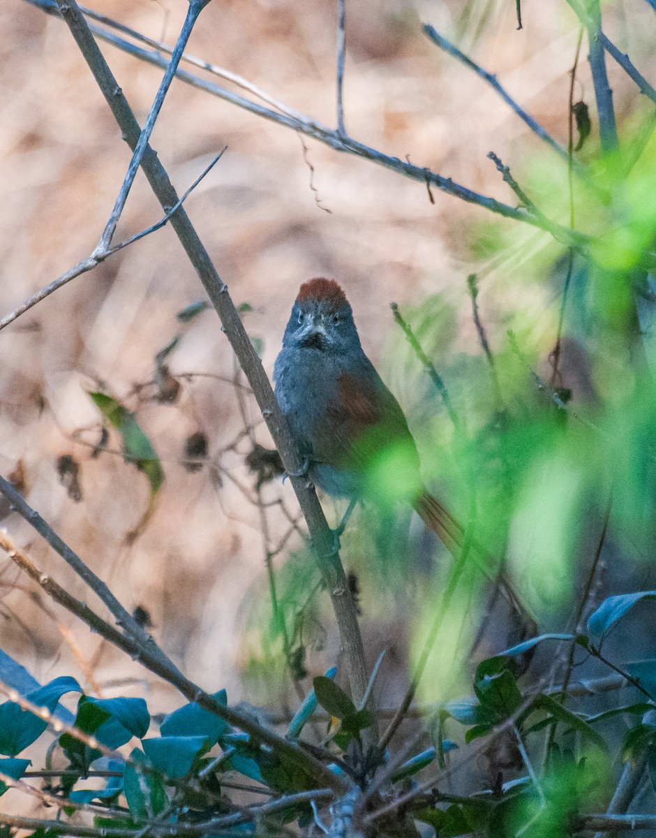 Sooty-fronted Spinetail - ML639208660