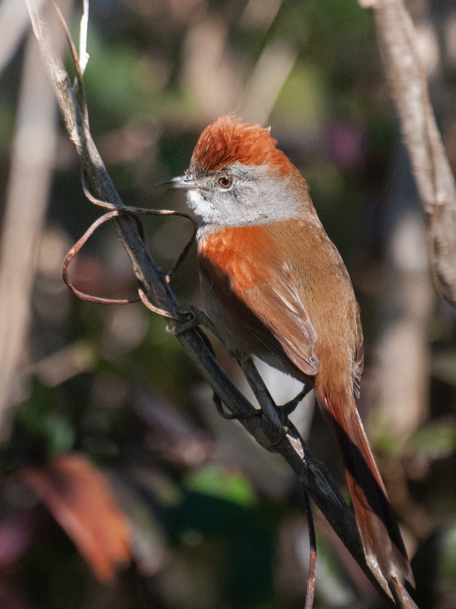Sooty-fronted Spinetail - ML639208661