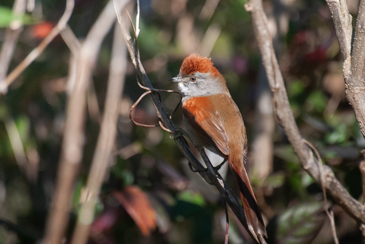 Sooty-fronted Spinetail - ML639208662