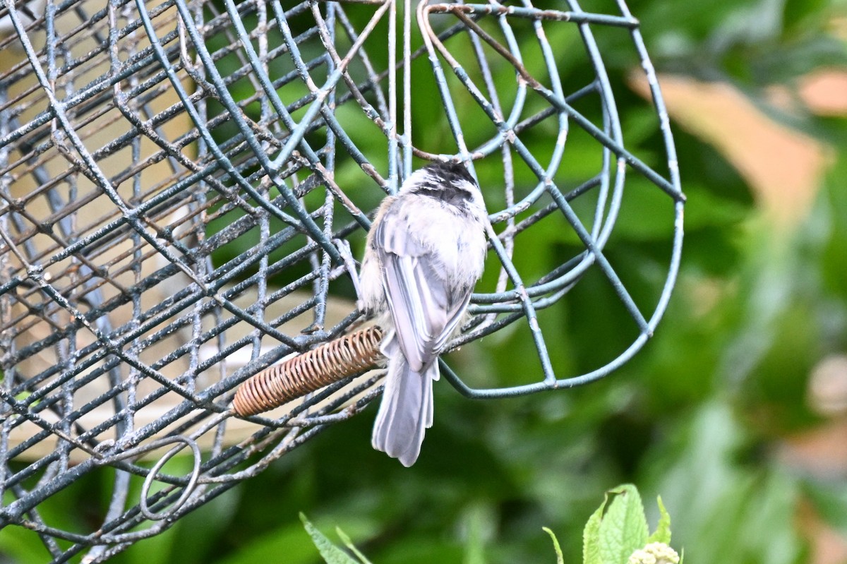 Black-capped Chickadee - ML639208667