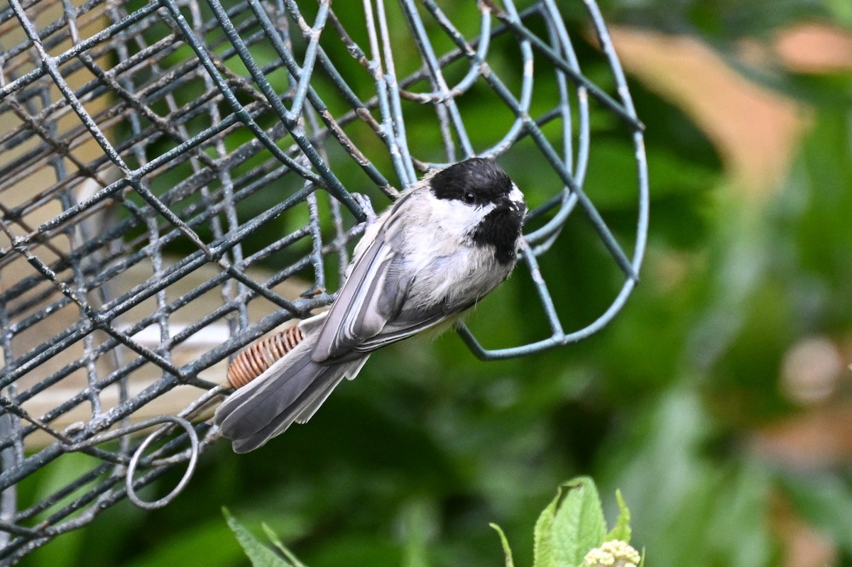 Black-capped Chickadee - ML639208668