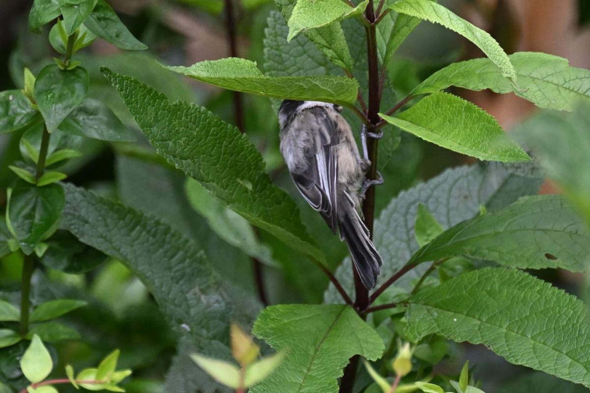 Black-capped Chickadee - ML639208669