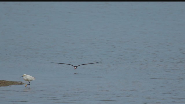 Black Skimmer - ML639208924