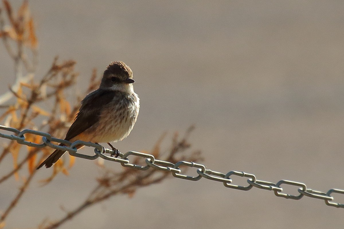 Vermilion Flycatcher - ML639208992