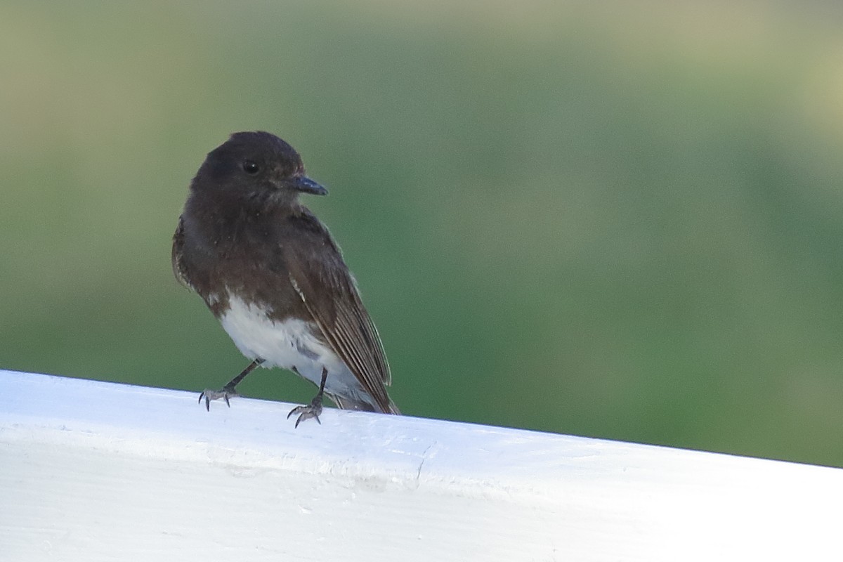Black Phoebe - ML639209011
