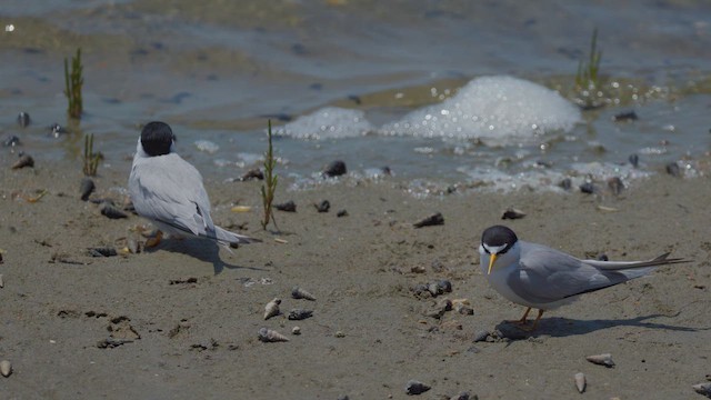 Least Tern - ML639209016