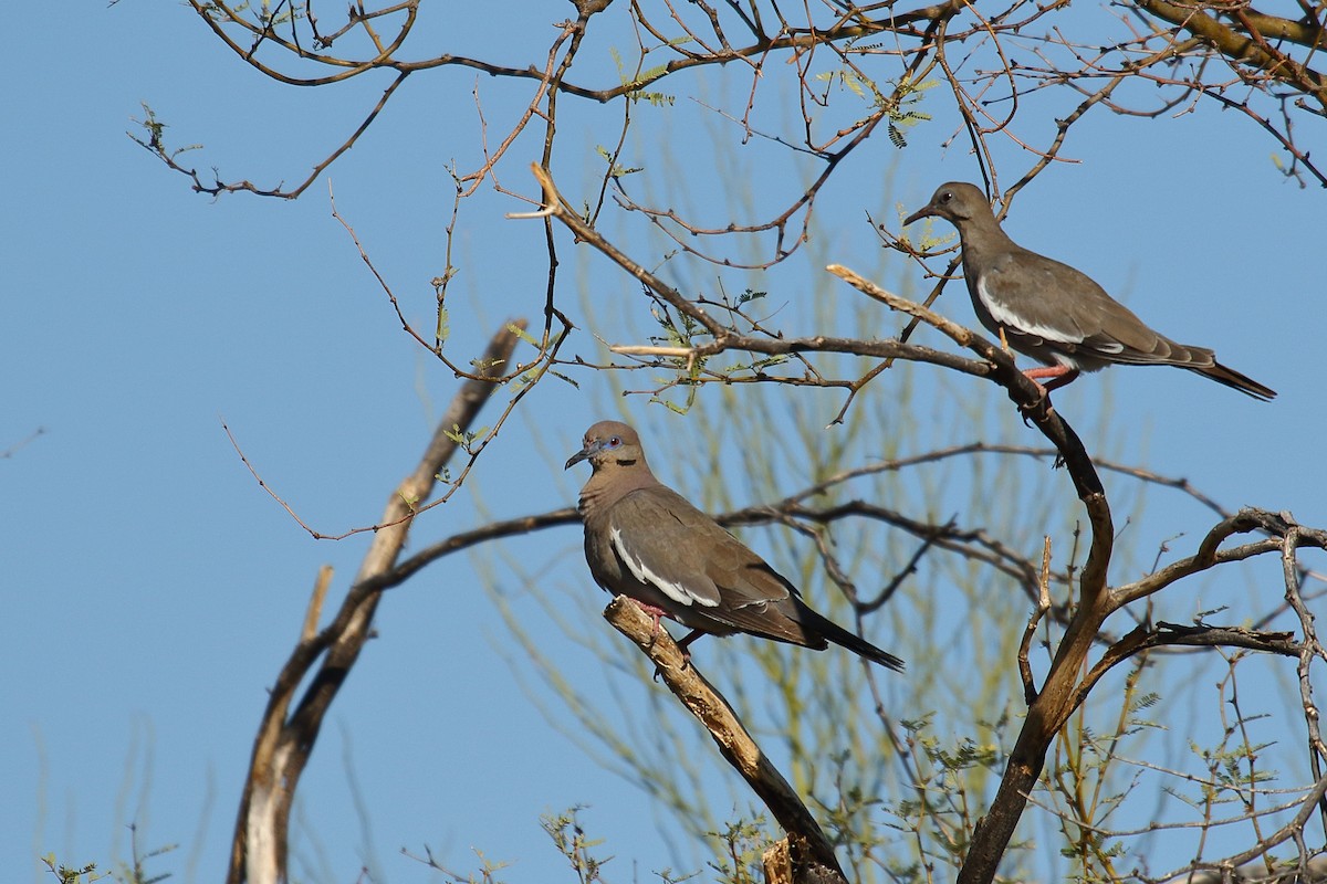 White-winged Dove - ML639209021