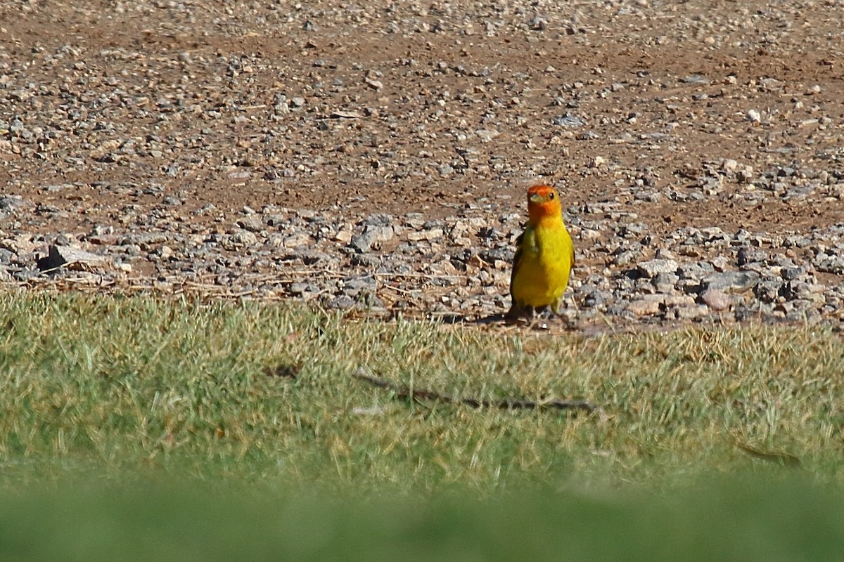 Western Tanager - ML639209030