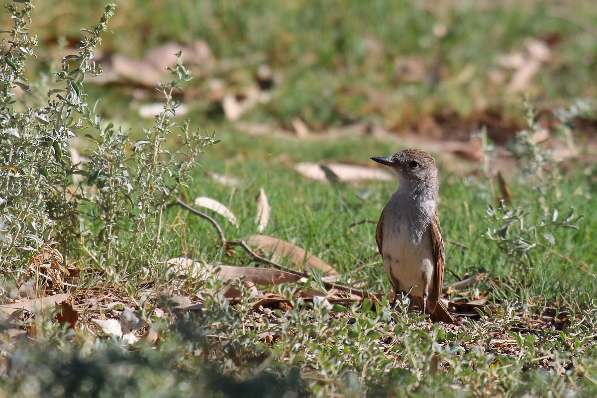 Ash-throated Flycatcher - ML639209031