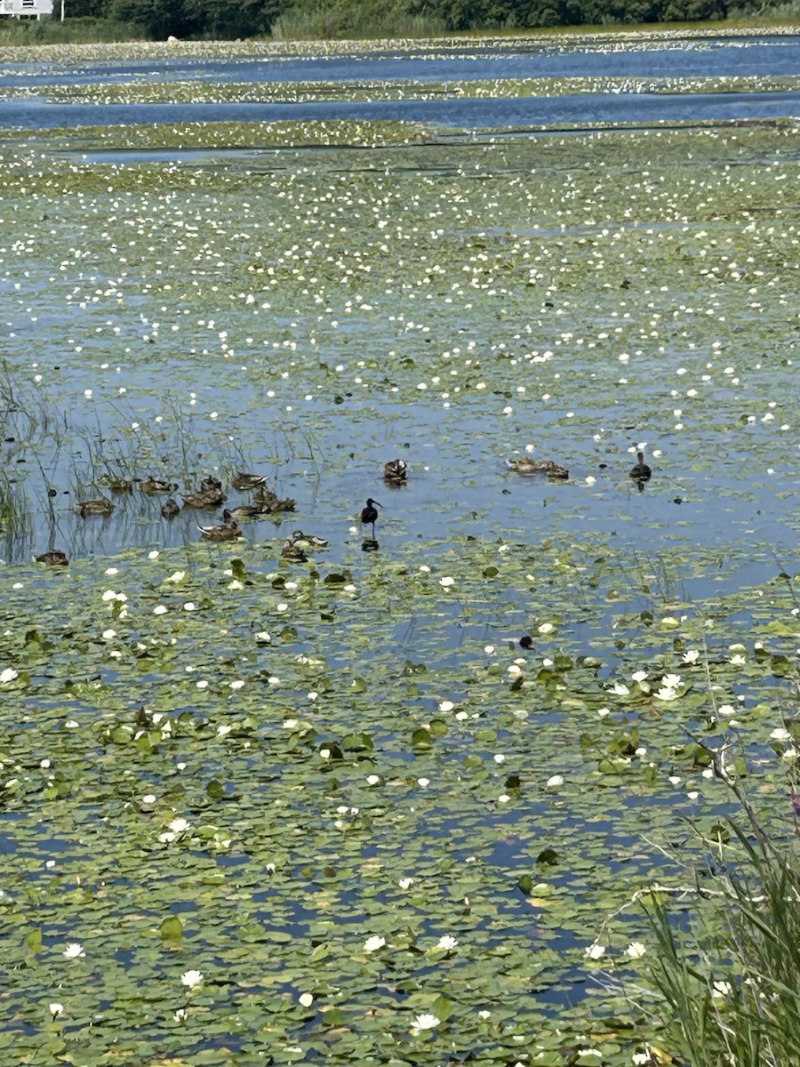 Glossy Ibis - ML639209063