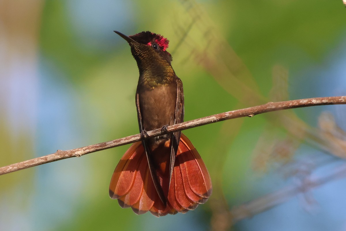 Ruby-topaz Hummingbird - ML639209122
